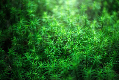 苔藓,美,度假胜地,水平画幅,枝繁叶茂,气功,长野县,无人,环境损害,纯净