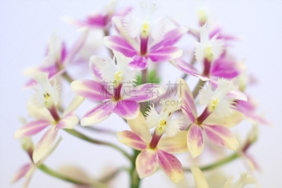 地球,美,留白,水平画幅,无人,蝴蝶兰,特写,花蕾,拉昂,东南亚