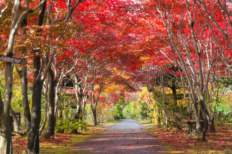 札幌,日本,北海道,枫树,户外,天空,自然,黄色,红色,季节