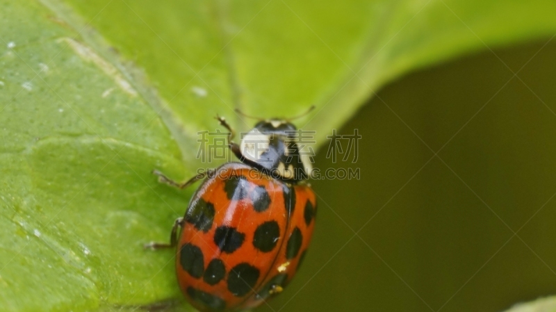 瓢虫,家褐蚁,毛足虫,春季系列,水平画幅,无人,夏天,特写,植物,英国