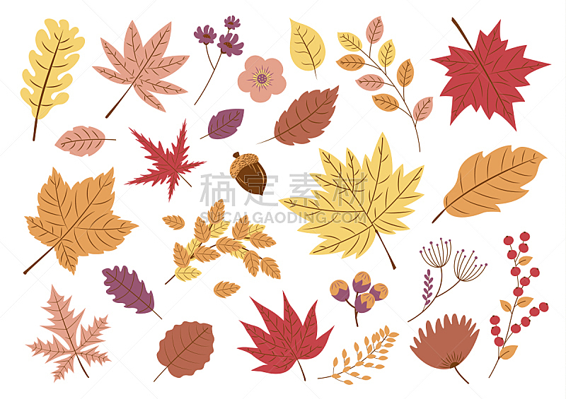 叶子,秋天,白色背景,美,褐色,水平画幅,无人,九月,绘画插图,组物体