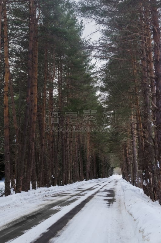 沙子,雪,冬天,松树,森林,概念,在下面,四季,风景,旅行