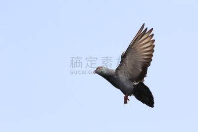 鸟类,斑鸠,信鸽,自然,水平画幅,动物身体部位,张开翅膀,翅膀,自由,鸽子