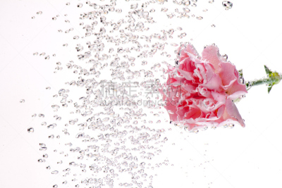 carnations flowers on a white background