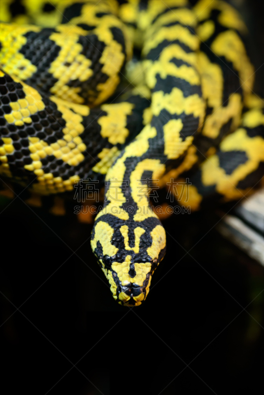 jungle carpet python,垂直画幅,式样,无人,蛇,动物斑纹,特写,黑色,爬行纲,黄色