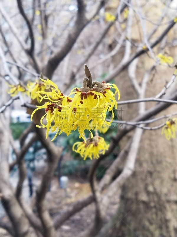 黄色,女巫,榛子树,纽约,复活节,背景分离,熟的,植物,水果,开花植物