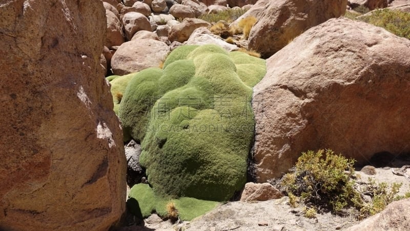 yareta,安地斯山脉,水平画幅,无人,阿塔卡马大区,户外,沙漠,智利,摄影