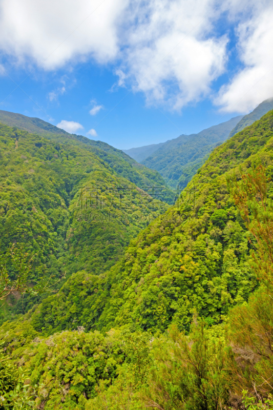 自然,鸡尾酒,马德拉,垂直画幅,气候,大西洋群岛,热带雨林,户外,雨林,植物