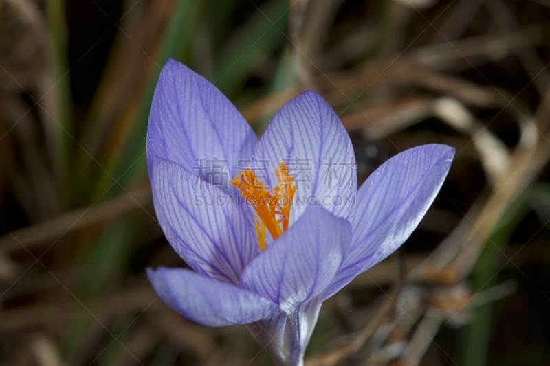 仅一朵花,番红花属,斯普林费德,美,水平画幅,雪,无人,研磨食品,组物体,户外