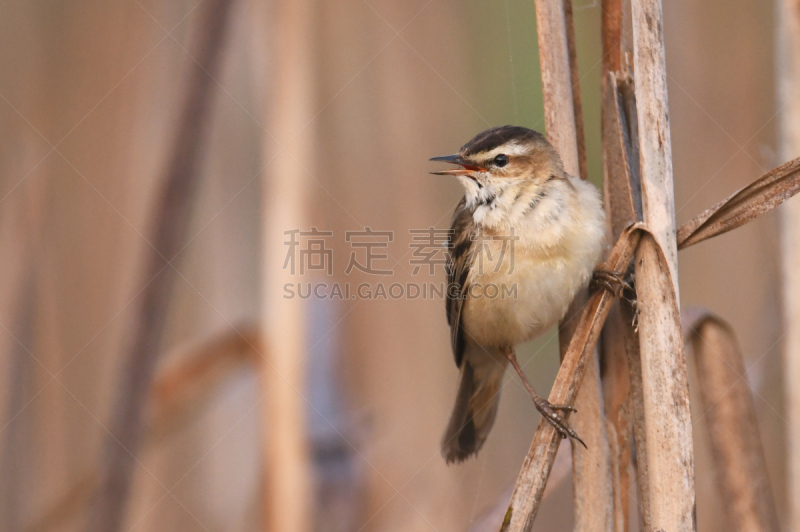 莎草莺,鸟鸣声,鸣鸟,莎草,动物喊叫,天空,水平画幅,无人,鸟类,动物学