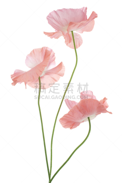 垂直画幅,绿色,无人,白色背景,背景分离,特写,影棚拍摄,春天,植物,2015年