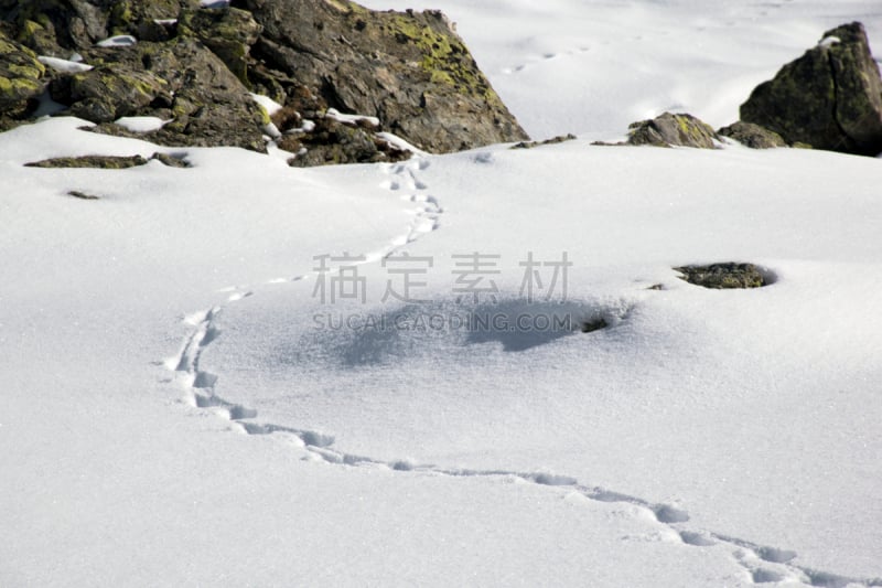 寒冷,野生动物,动物留下的痕迹,水平画幅,岩石,雪,无人,牛皮,野外动物,红狐