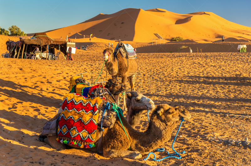 莫鲁加,erg chebbi dunes,单峰骆驼,撒哈拉沙漠,摩洛哥,great eastern erg,great western erg,比沙丘沙漠,骆驼,骆驼科