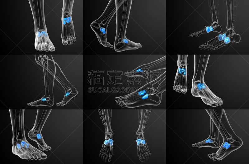 健康保健,三维图形,骨骼,绘画插图,手舟骨,跎骨,楔骨,骰骨,趾骨,跗骨