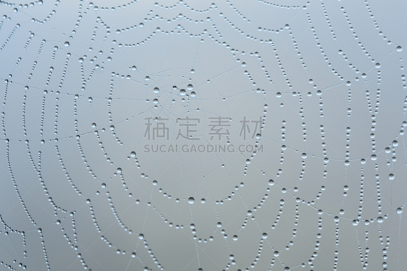 蜘蛛网 水滴 水 湿 纹理效果 蜘蛛 几何学 背景 户外 危险图片素材下载 稿定素材