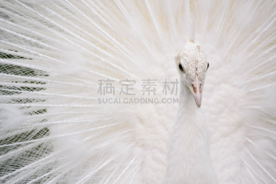 雄性动物,尾巴,翎毛,白孔雀,公亩,艾琳·福拉,繁殖季节,白化病者,雉,青绿色背景