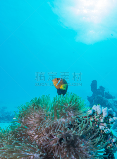 马尔代夫海葵,垂直画幅,水,水肺潜水,水下,户外,特写,银线小丑,礁石,热带气候