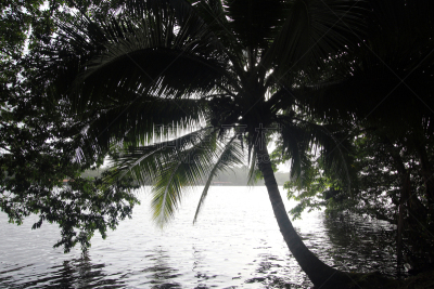 托尔图格诺,tortuguero national park,里蒙省,中美洲,旅游目的地,水平画幅,无人,运河,户外,哥斯达黎加