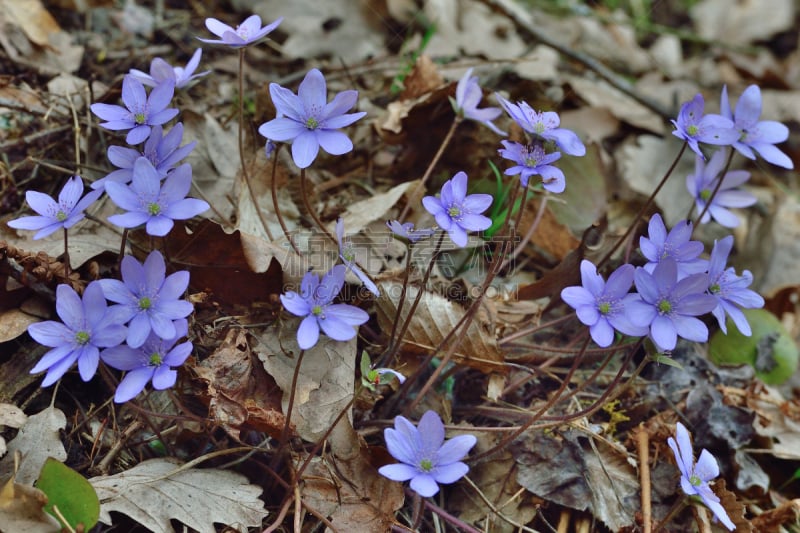 Hepatica nobilis or liverleaf (Leberblümchen)