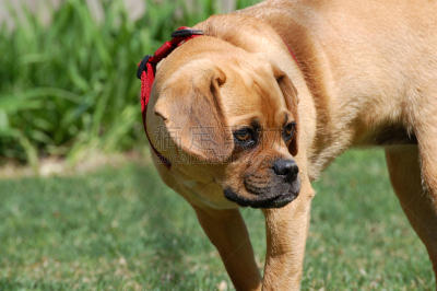 puggle犬,悄悄接近猎物,水平画幅,彩色图片,无人,户外,草,狗,摄影