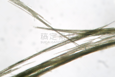 束丝,藻青菌,淡水,浮游植物,底栖生物带,赤潮,显微镜,自然,水,水平画幅