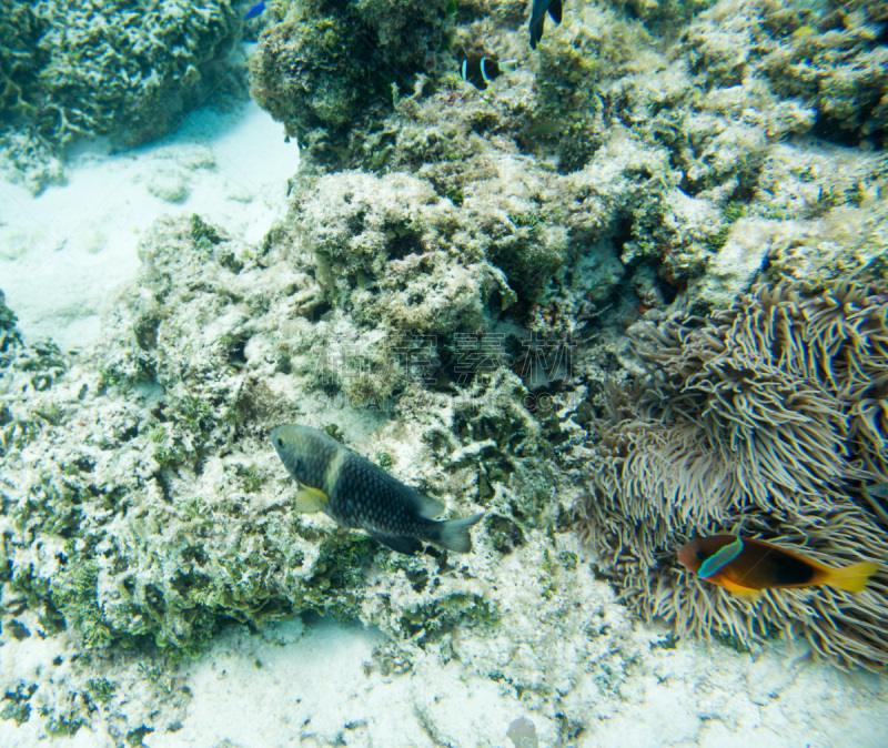 礁石,环境,水,水平画幅,海葵,母马,水下,纯净,野外动物,tomato clownfish