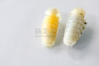 外骨骼,动物,等足目,海洋,甲壳动物,实验室,动物肢和翼,教室,淡水鱼,教育