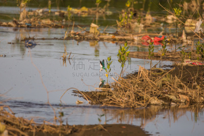 翠鸟,红树林,潮汐,螃蟹,塑胶,大群动物,垃圾,鱼类,捕食,潜水