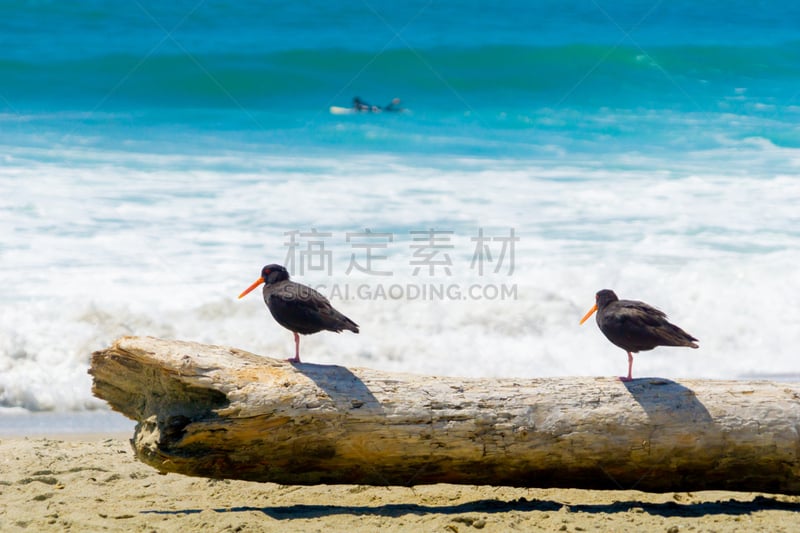 两只动物,海洋,海滩,圆木,黑蛎鹬,防水长靴,野生动物,海浪,动物,鸟类