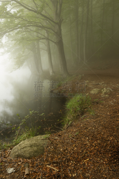 森林,雾,绿色,黑色,蒙塞尼,自然,垂直画幅,地形,根部,无人