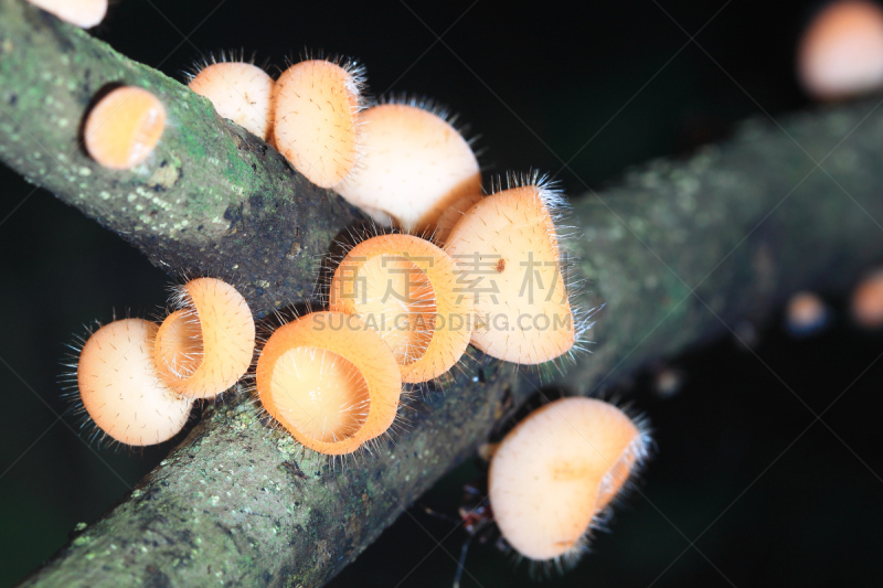 盘菌科,盘菌亚门,子囊菌,红色,水平画幅,无人,摄影