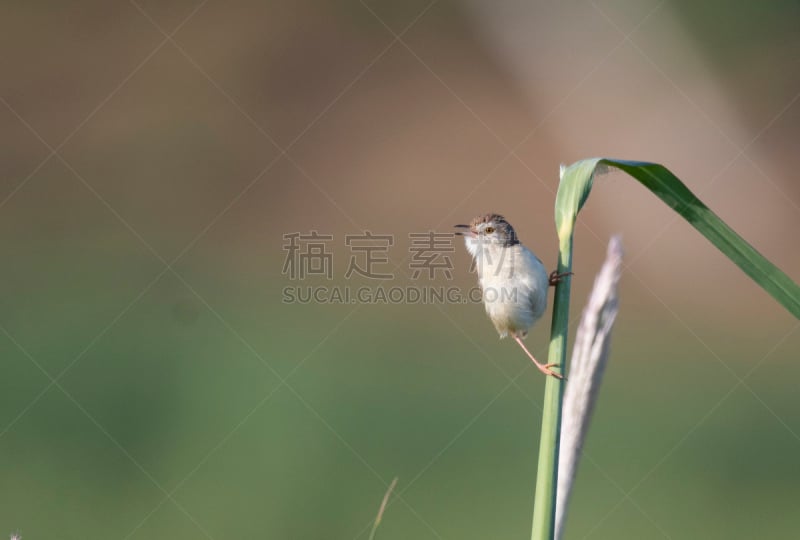 平原,鹪莺,自然,动物主题,野生动物,热带气候,泰国,图像,一只动物,北美歌雀