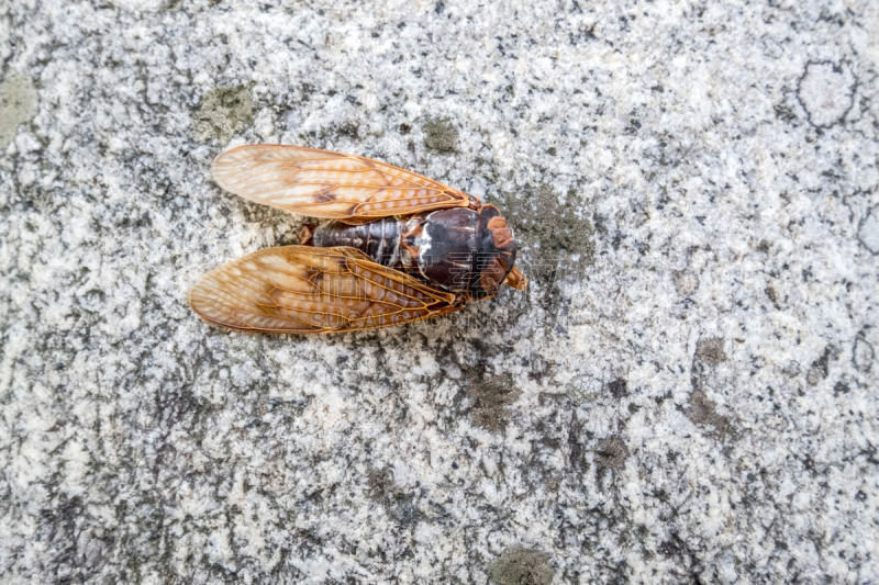 蝉,日本,特写,fiddler crab,石蟹,寄生蟹,蟑螂,八月,螃蟹,自然