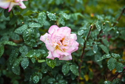 玫瑰,粉色,水,美,伯尔尼,水平画幅,绿色,欧洲,夏天,户外