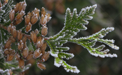 深的,雪松,特写,浅的,白色,美洲,柏树,明亮,明星,彩色图片