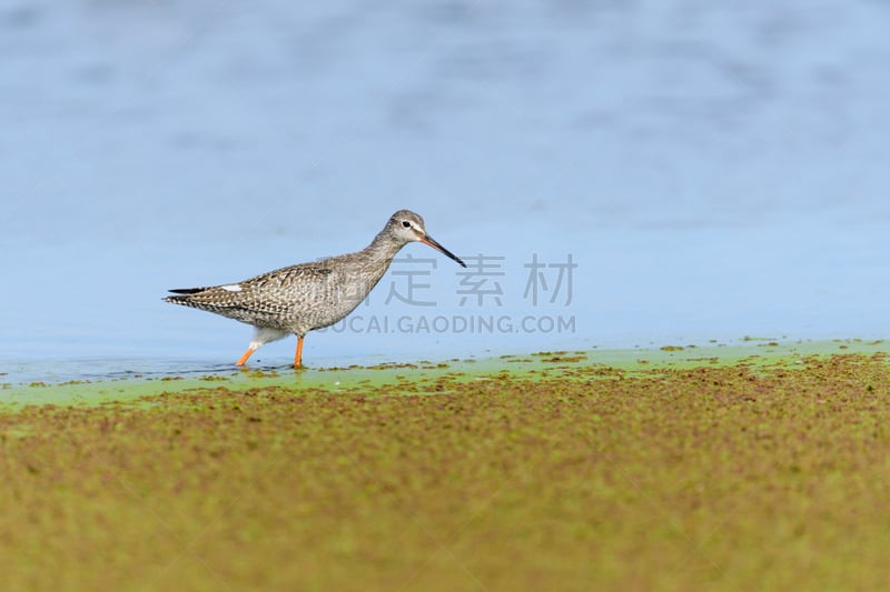 鹤鹬,自然,水,侧面视角,野生动物,水平画幅,生物,无人,日本,鸟类