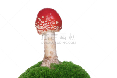 毒蘑菇,红色,自然,水平画幅,秋天,无人,有毒生物体,苔藓,毒蝇菇,有机食品