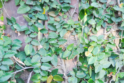 植物,水平画幅,绿色,无人,户外,泰国,无花果树,爬行无花果,雏菊族,清新