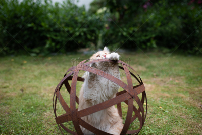 猫,家庭花园,行星,长发,户外,夏天,球体,米色,白色,金属