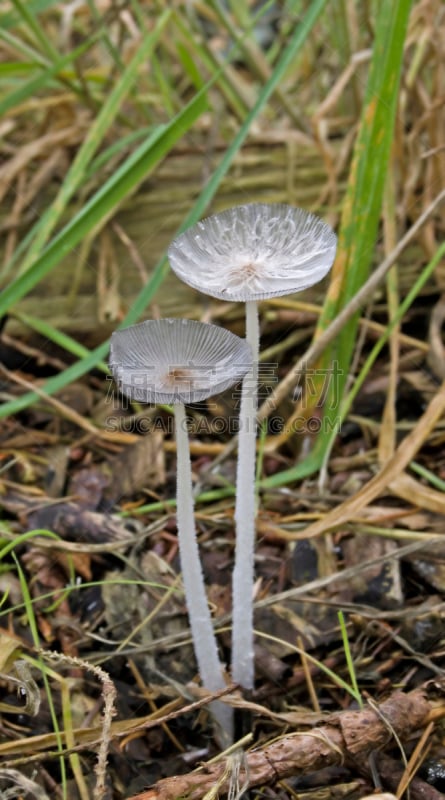 笔帽状蘑菇,鸡腿菇,白塞树,腐生生物,菌腮,垂直画幅,无人,户外,草,特写