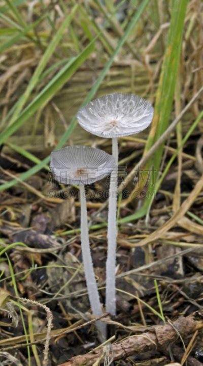 笔帽状蘑菇,鸡腿菇,白塞树,腐生生物,菌腮,垂直画幅,无人,户外,草,特写