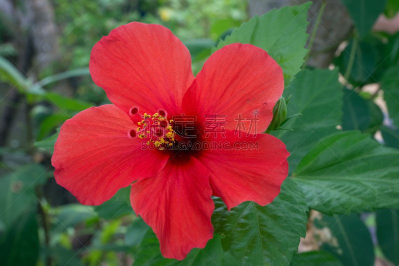 仅一朵花,红松,自然,水平画幅,无人,斯里兰卡,早晨,丰富,夏天,户外