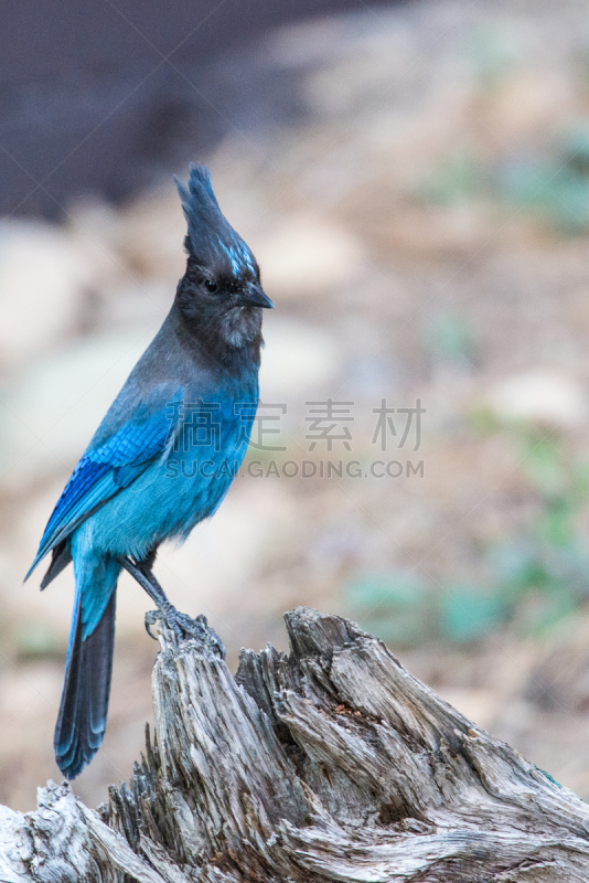 斯特勒蓝鸦,树桩,蓝鸦,鹰爪,动物的冠,垂直画幅,蓝色,鸟类,动物身体部位,喙