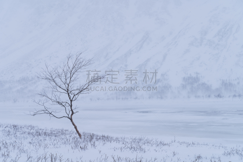 一只动物,寒冷,瑞典,一个物体,风,环境,霜,雪,天气,暴风雨