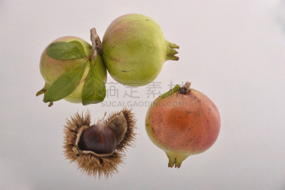 饮食,水平画幅,绿色,枝繁叶茂,水果,秋天,无人,荆棘,熟的,抗氧化物
