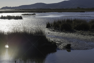 自然,托斯卡纳区,意大利,野生动物保护区,水,天空,公园,水平画幅,山,沙子