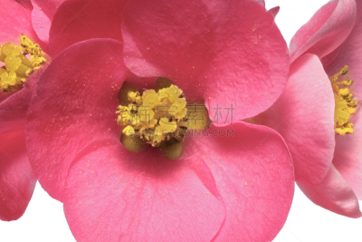 皱皮木瓜,温柏,茶花,日本,花朵,水平画幅,无人,玫瑰,特写,花