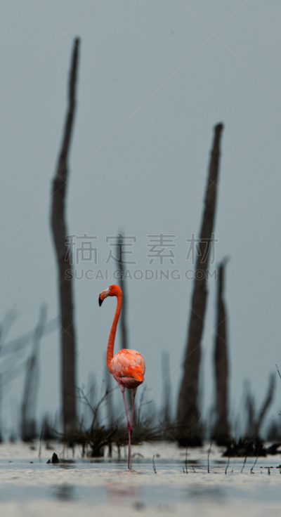 美洲火烈鸟,水,粉色,大火烈鸟,火烈鸟,垂直画幅,美,颈,鸟类,曙暮光