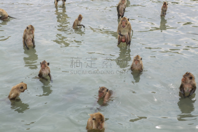 猕猴,三疣梭子蟹,帮派,昆虫群,红树,害羞,褐色,水平画幅,热带雨林,户外