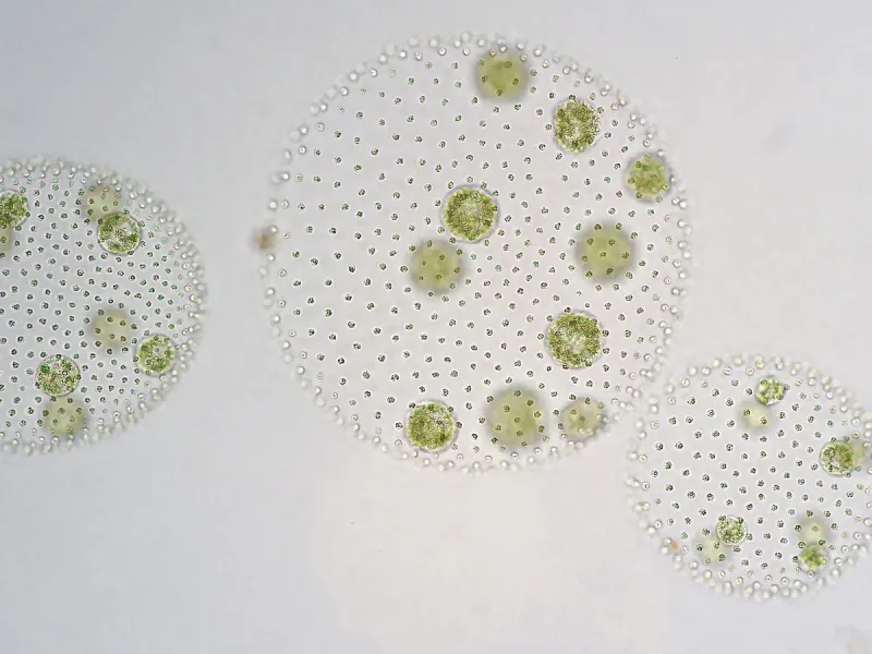 浮游植物藻类 浮游植物藻类图片 浮游植物藻类素材下载 稿定素材 浮游植物藻类 浮游植物藻类图片 浮游植物藻类素材下载 稿定素材